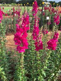 Image result for Antirrhinum