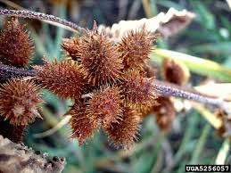 Image result for Xanthium