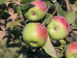 Always great deals & fast shipping! Many Kinds Of Apple Trees Do Well In San Francisco
