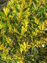 Image result for Acacia longifolia