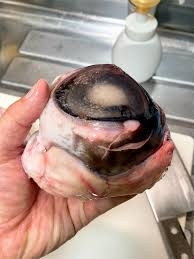 見た目は最恐！！ 衝動買いしたマグロの目玉を煮てみたの巻 - みうけんのヨコハマ原付紀行