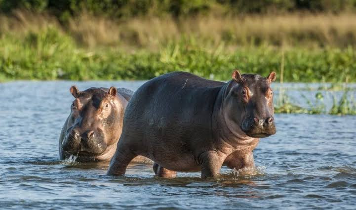 Pablo Escobar's Colombian Hippos Are Legally People: Court Ruling