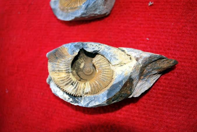 Marine Fossils on the Roof of the World: Why Seashells Are Found on Mount  Everest