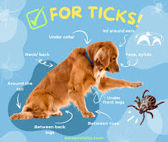 Image result for Tick Removal