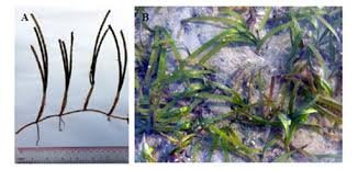 Image result for Cymodocea serrulata