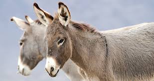 To have something historic left to see in nature, that's pretty good for the year 2020, if we may say so ourselves. Myths And Facts About Wild Horses And Burros