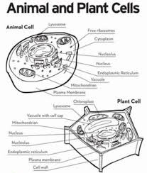 Animal cell diagram labeled black and white. Draw A Label Diagram Of Plant Cell And Animal Cell Brainly In