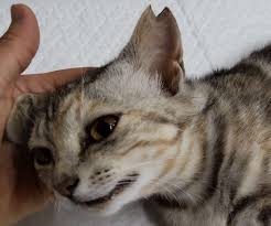耳 カット 猫
