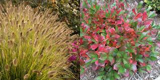 Purchase perennials for zone 4 from tn nursery. 10 Companions For Ornamental Grasses In The Landscape Proven Winners