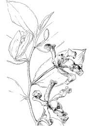 The homeland of orchids is considered to be tropical forests, where these plants feel great. Printable Vanilla Pfaviana Orchid Coloring Page For Both Aldults And Kids