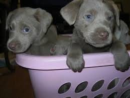 These labrador retriever puppies located in pennsylvania come from different cities, including, waterfall, warminster, northampton, mount joy mycutepuppies lancaster, pa 17602. Silver Labrador Puppies For Sale Illinois