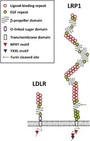 Đáng tiếc là chúng tôi đã thua cả hai bàn từ tình huống cố định phạt góc và penalty. Role Of Lrp1 In The Pathogenesis Of Alzheimer S Disease Evidence From Clinical And Preclinical Studies Journal Of Lipid Research
