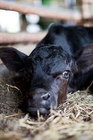 Black Angus Calves For Sale Near Me Country Living Cute Cows Cow Calf Calves
