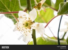 3.0 out of 5 stars 2. Kiwi Male Flower On Image Photo Free Trial Bigstock