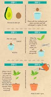 Grow An Avocado Tree From Seed Snug Hug Co Avocado Plant Growing An Avocado Tree Grow Avocado