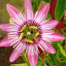 Pin On Passiflora Passion Vines Flowers Passifloraceae