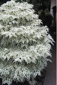 Image result for Cornus