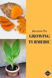 How To Grow Turmeric Pink Blooming Ginger Grow Turmeric Growing Vegetables Low Maintenance Plants