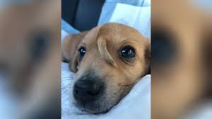 We did not find results for: Magical Unicorn Puppy 10 Week Old Golden Retriever Puppercorn Born With Tail On Forehead