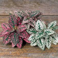 Image result for Hypoestes