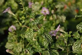 Image result for Asystasia vogeliana