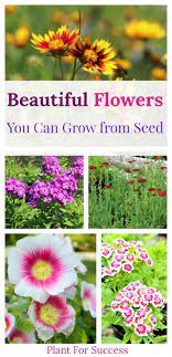 Best Perennials To Grow From Seed Growing Seeds Flowers Perennials Perennials