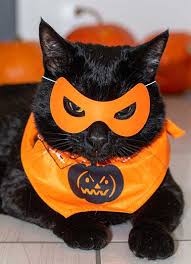 Image result for quirky halloween