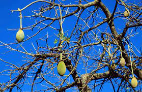 Check spelling or type a new query. Health Benefits Of The Tropical Fruit Baobab