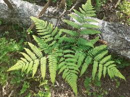 Image result for Pteridium