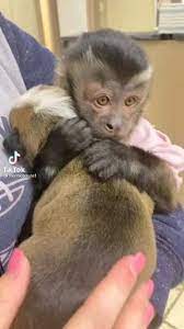 Monkey And Puppy Lovefollow Ecosenpai Because You Want Morethe Best Video About Animals In 2021 Cute Wild Animals Cute Baby Animals Cute Little Animals