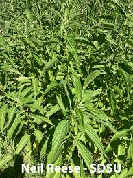 Image result for Urticaceae