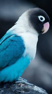 Blue Birds You Can Have As Pets Pretty Bird Parrot Pet Colorful Parrots Pet Birds