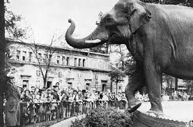 The Elephants Of The Berlin Zoo Zoo Elephant Berlin