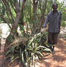 Image result for Sansevieria pedicellata