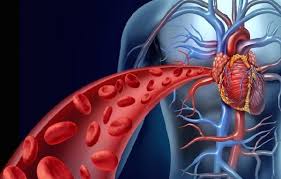 Tăng cường tuần hoàn máu bằng những cách nào? - Siêu thị Hải Châu