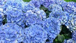 After all, we went through the trouble of collecting the best flower delivery companies in if you need cheap flowers delivered in london, there are several options available. Send Blue Flowers London Flower Station