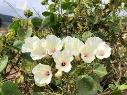 Image result for Ipomoea tenuipes