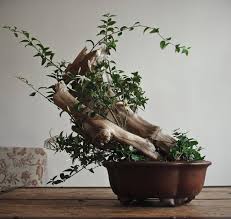 Image result for Jasminum multipartitum