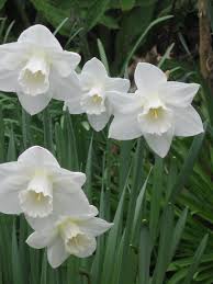 Pin By I Garden On Michael Darianna Daffodil Flower Daffodils Daffodils Planting