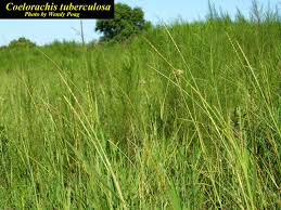 Image result for Coelorachis