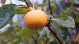 Diospyros lotus is a deciduous tree growing to 9 m (29ft) by 6 m (19ft) at a medium rate. 10 Italian Persimmon Tree Dateplum Date Plum Fruit Diospyros Lotus Seeds