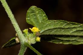 Image result for Cucumis maderaspatanus