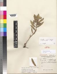 Image result for Glossostelma