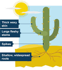 To survive in the desert, cactus has the following adaptations: Plants Adaptation Examples Cerca Con Google Animal Adaptations Desert Animals Adaptations Desert Biome