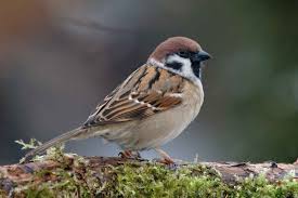 Birds Chirping In The Morning Meaning Interpretation Of A Dream In Which You Saw Sparrow Pet Birds Birds Beautiful Birds