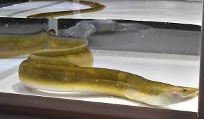 Jan 28, 2021 · ウナギなうのブログ 富士宮在住の週末アングラーです。 嫌いな言葉は、1番が努力で2番が頑張るです。 家庭と仕事の隙を突き、静岡東部を駆け巡ります。 é€šé¢¨ç­' ãƒãƒŠãƒŠã‚¦ãƒŠã‚® é‡£ã‚Šä¸Šã'ã‚‰ã‚Œã‚‹ ä¸­æ—¥æ–°èžweb