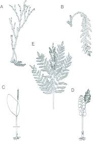 Image result for Psilotrichum
