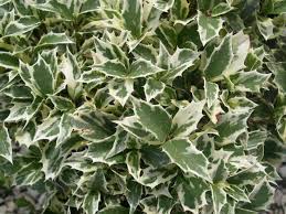 Osmanthus Heterophyllus Variegata Small Evergreen Shrubs Evergreen Shrubs Evergreen Plants