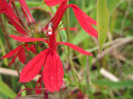 Cardinal Flower Lobelia Cardinalis And Several Other Red Missouri Native Wildflowers Attract Hum Trees To Plant How To Attract Hummingbirds Botanical Species