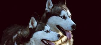After booking, all of the property's details, including telephone and address, are provided in your booking confirmation and. Der Siberian Husky Aussehen Charakter Erziehung Haltung
